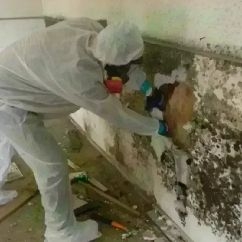 Mold Remediation and Removal in Hanover, NH